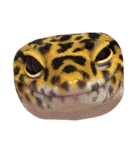 ヒョウモントカゲモドキのつぶ（個別スタンプ：8）