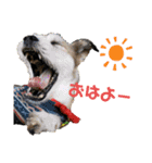 動物と食べ物の使えるスタンプ（個別スタンプ：1）