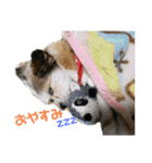 動物と食べ物の使えるスタンプ（個別スタンプ：2）