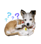 動物と食べ物の使えるスタンプ（個別スタンプ：3）