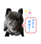 動物と食べ物の使えるスタンプ（個別スタンプ：5）