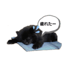 動物と食べ物の使えるスタンプ（個別スタンプ：6）