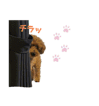 動物と食べ物の使えるスタンプ（個別スタンプ：8）