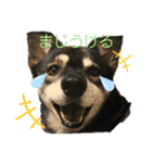 動物と食べ物の使えるスタンプ（個別スタンプ：14）