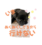動物と食べ物の使えるスタンプ（個別スタンプ：15）