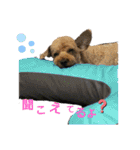 動物と食べ物の使えるスタンプ（個別スタンプ：23）