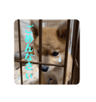 豆柴ヤマトの気持ち（個別スタンプ：4）