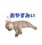 豆柴ヤマトの気持ち（個別スタンプ：5）