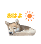 豆柴ヤマトの気持ち（個別スタンプ：6）