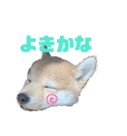 豆柴ヤマトの気持ち（個別スタンプ：16）