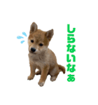 豆柴ヤマトの気持ち（個別スタンプ：17）