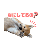 豆柴ヤマトの気持ち（個別スタンプ：18）