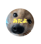 豆柴ヤマトの気持ち（個別スタンプ：21）