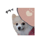 ポメラニアンのまめちゃん2（個別スタンプ：3）