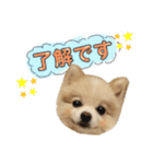 ポメラニアンのまめちゃん2（個別スタンプ：4）