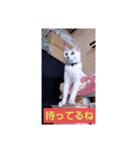 なっちゃんどす（個別スタンプ：4）