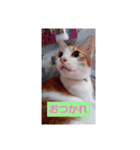 なっちゃんどす（個別スタンプ：8）