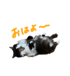あらしにゃん！（個別スタンプ：4）