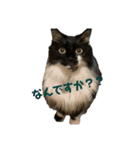 あらしにゃん！（個別スタンプ：13）