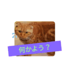 スコティッシュフォールド まるお1（個別スタンプ：2）
