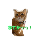 MOKO  ITO（個別スタンプ：15）