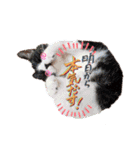 ハチワレのクー2（個別スタンプ：8）