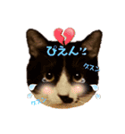 ハチワレのクー2（個別スタンプ：10）