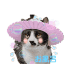 ハチワレのクー2（個別スタンプ：11）