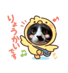 ハチワレのクー2（個別スタンプ：18）