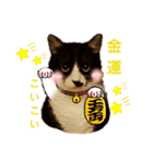 ハチワレのクー2（個別スタンプ：24）