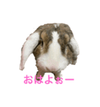 ロップイヤーのTiffanyくん（個別スタンプ：23）
