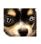 我が家の犬サスケ2（個別スタンプ：1）