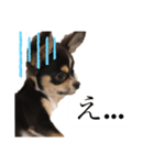 我が家の犬サスケ2（個別スタンプ：2）