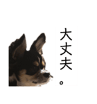 我が家の犬サスケ2（個別スタンプ：3）
