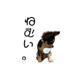 我が家の犬サスケ2（個別スタンプ：4）