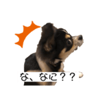 我が家の犬サスケ2（個別スタンプ：5）