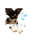 我が家の犬サスケ2（個別スタンプ：6）