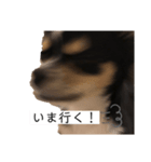 我が家の犬サスケ2（個別スタンプ：7）
