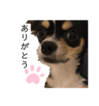 我が家の犬サスケ2（個別スタンプ：8）