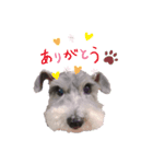 我が家の愛犬ミルク（個別スタンプ：2）