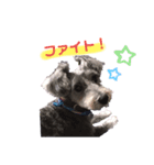 我が家の愛犬ミルク（個別スタンプ：3）