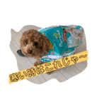 プードルのくちぐせ（個別スタンプ：3）