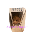 プードルのくちぐせ（個別スタンプ：5）