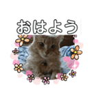 須磨のにゃんこ、大きめ文字（個別スタンプ：1）