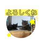須磨のにゃんこ、大きめ文字（個別スタンプ：2）