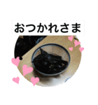 須磨のにゃんこ、大きめ文字（個別スタンプ：3）