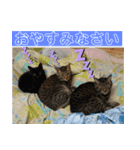 須磨のにゃんこ、大きめ文字（個別スタンプ：4）