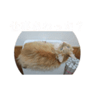 須磨のにゃんこ、大きめ文字（個別スタンプ：7）