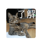 須磨のにゃんこ、大きめ文字（個別スタンプ：8）