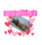 須磨のにゃんこ、大きめ文字（個別スタンプ：9）